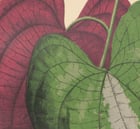 Dicorea Discolor LIV Poster Dicorea Discolor LIV Poster